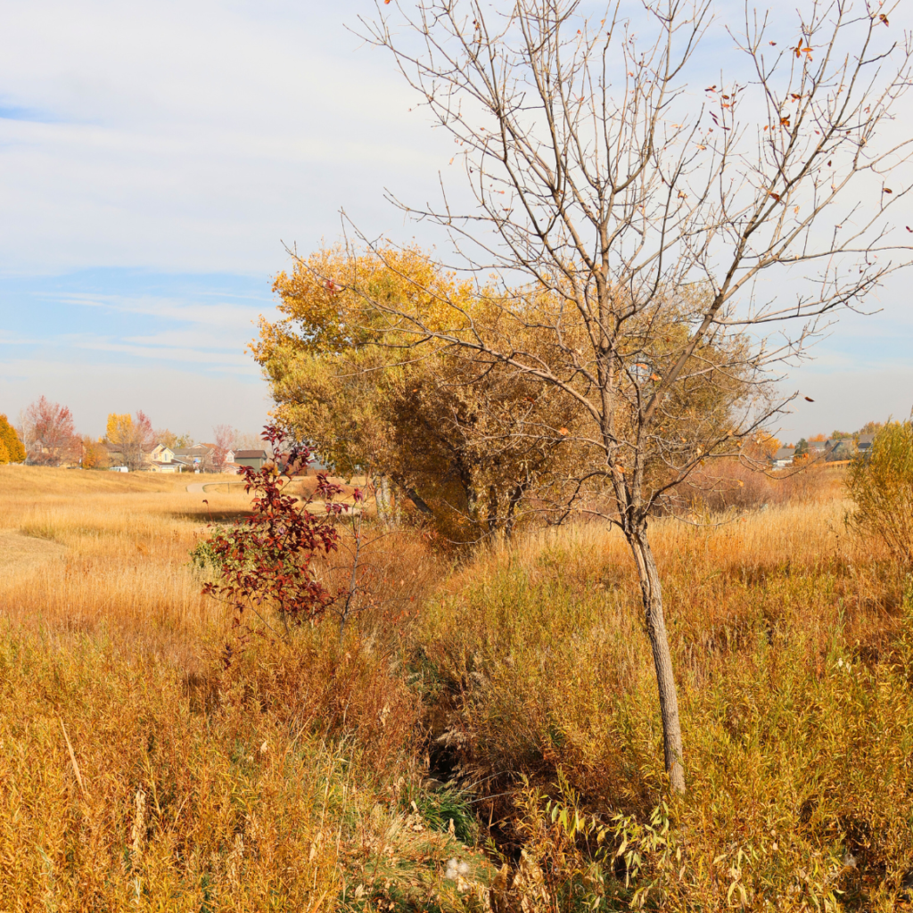 Toll Gate Park