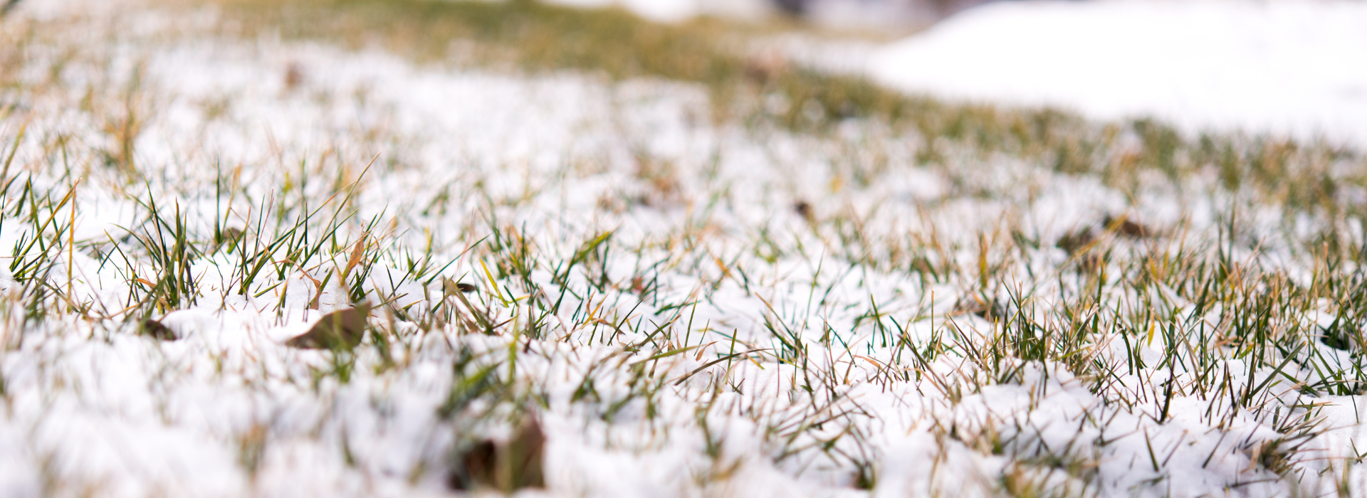 Winter Special Events Banner | snowy grass